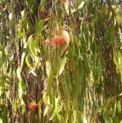 Amyema miquelii (Box Mistletoe) at Fisher, ACT - 6 Mar 2022 by MatthewFrawley