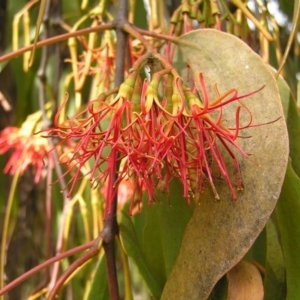 Amyema miquelii at Fisher, ACT - 6 Mar 2022