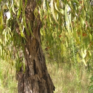 Amyema miquelii at Fisher, ACT - 6 Mar 2022