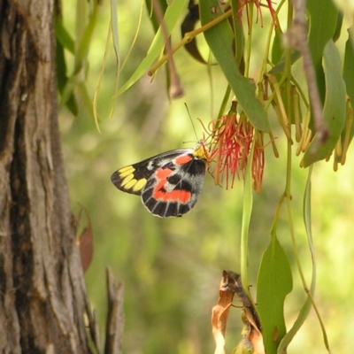 Delias harpalyce (Imperial Jezebel) at Fisher, ACT - 6 Mar 2022 by MatthewFrawley