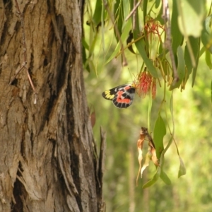 Delias harpalyce at Fisher, ACT - 6 Mar 2022 11:41 AM