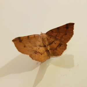 Rhinodia rostraria at Kambah, ACT - 6 Mar 2022 06:27 PM