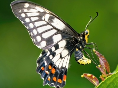 Papilio anactus (Dainty Swallowtail) at Weston, ACT - 7 Mar 2022 by Kenp12