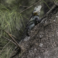 Intellagama lesueurii howittii (Gippsland Water Dragon) at Coree, ACT - 6 Mar 2022 by CedricBear