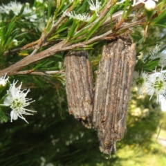 Clania lewinii (Lewin's case moth) at West Belconnen Pond - 31 Dec 2021 by Christine