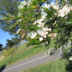 Kunzea ericoides at Dunlop, ACT - 1 Jan 2022