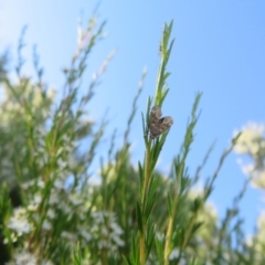 Kunzea ericoides at Dunlop, ACT - 1 Jan 2022