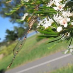 Austrolestes leda (Wandering Ringtail) at West Belconnen Pond - 1 Jan 2022 by Christine