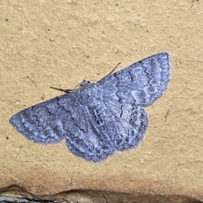 Crypsiphona ocultaria (Red-lined Looper Moth) at Jerrabomberra, NSW - 7 Mar 2022 by SteveBorkowskis