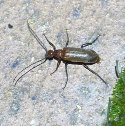 Meloidae (family) (Unidentified Blister Beetle) at Jerrabomberra, NSW - 7 Mar 2022 by SteveBorkowskis