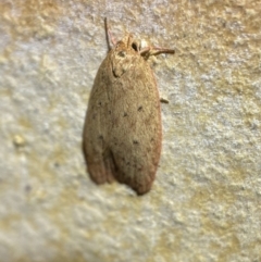 Garrha leucerythra (A concealer moth) at Jerrabomberra, NSW - 7 Mar 2022 by SteveBorkowskis