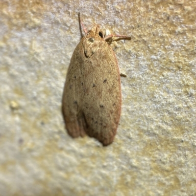 Garrha leucerythra (A concealer moth) at Jerrabomberra, NSW - 7 Mar 2022 by SteveBorkowskis