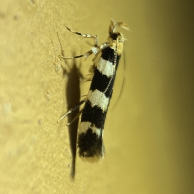 Limnaecia camptosema (Cosmopterigid) at Jerrabomberra, NSW - 7 Mar 2022 by Steve_Bok