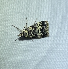 Scoparia exhibitalis (A Crambid moth) at Jerrabomberra, NSW - 7 Mar 2022 by SteveBorkowskis
