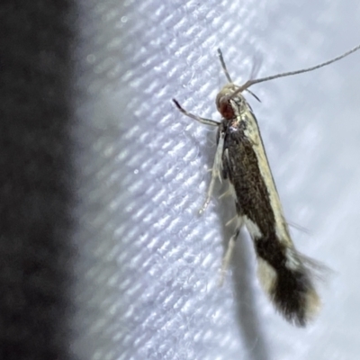 Elachista flammula (A Gelechioid moth (Elachistidae) at Jerrabomberra, NSW - 7 Mar 2022 by SteveBorkowskis