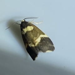 Thallarcha phalarota (Adorned Footman) at Jerrabomberra, NSW - 7 Mar 2022 by Steve_Bok