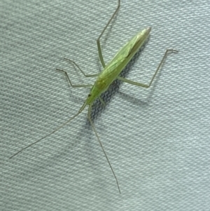 Coreidae (family) at Jerrabomberra, NSW - 7 Mar 2022