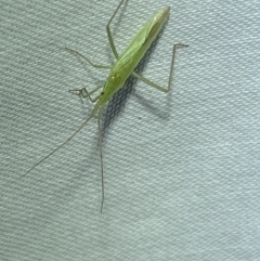 Coreidae (family) at Jerrabomberra, NSW - 7 Mar 2022