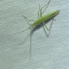 Coreidae (family) at Jerrabomberra, NSW - 7 Mar 2022