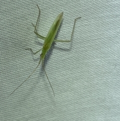 Coreidae (family) at Jerrabomberra, NSW - 7 Mar 2022