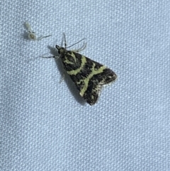 Scoparia spelaea (a Crambid moth) at Jerrabomberra, NSW - 7 Mar 2022 by Steve_Bok