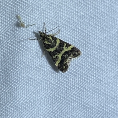 Scoparia spelaea (a Crambid moth) at Jerrabomberra, NSW - 7 Mar 2022 by SteveBorkowskis