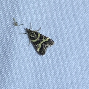 Scoparia spelaea at Jerrabomberra, NSW - 7 Mar 2022