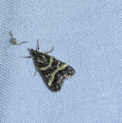 Scoparia spelaea at Jerrabomberra, NSW - 7 Mar 2022