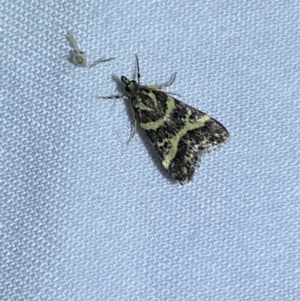 Scoparia spelaea at Jerrabomberra, NSW - 7 Mar 2022