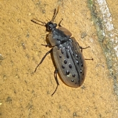 Ptomaphila lacrymosa (Carrion Beetle) at Jerrabomberra, NSW - 7 Mar 2022 by Steve_Bok