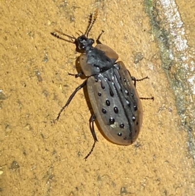 Ptomaphila lacrymosa (Carrion Beetle) at Jerrabomberra, NSW - 7 Mar 2022 by SteveBorkowskis