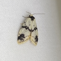 Thallarcha sparsana (Fair Footman) at Jerrabomberra, NSW - 7 Mar 2022 by SteveBorkowskis