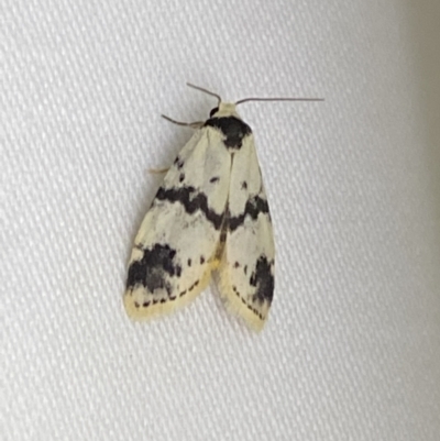 Thallarcha sparsana (Fair Footman) at Jerrabomberra, NSW - 7 Mar 2022 by Steve_Bok