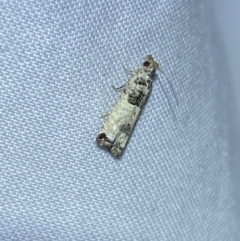Spilonota constrictana (A Tortricid moth) at Jerrabomberra, NSW - 7 Mar 2022 by SteveBorkowskis