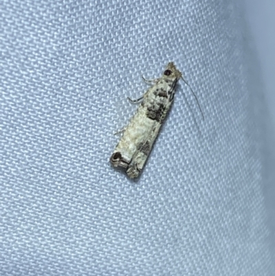 Spilonota constrictana (A Tortricid moth) at Jerrabomberra, NSW - 7 Mar 2022 by SteveBorkowskis