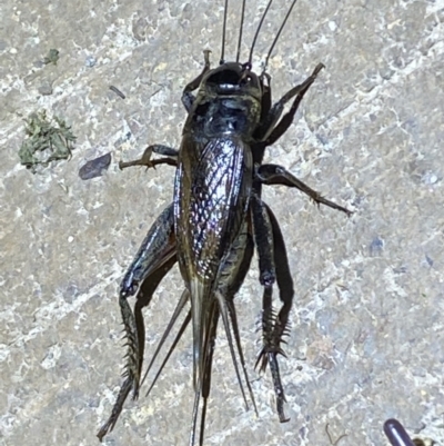 Teleogryllus commodus (Black Field Cricket) at Jerrabomberra, NSW - 7 Mar 2022 by SteveBorkowskis