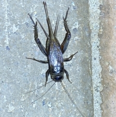 Teleogryllus commodus at Jerrabomberra, NSW - 7 Mar 2022