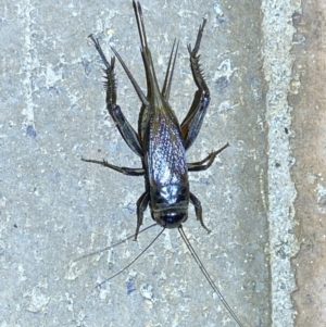 Teleogryllus commodus at Jerrabomberra, NSW - 7 Mar 2022