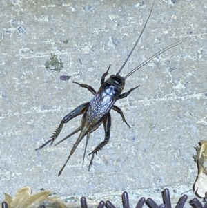 Teleogryllus commodus at Jerrabomberra, NSW - 7 Mar 2022