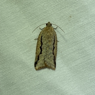 Meritastis undescribed species (A Tortricid moth) at Jerrabomberra, NSW - 7 Mar 2022 by SteveBorkowskis