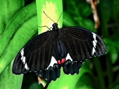 Papilio aegeus (Orchard Swallowtail, Large Citrus Butterfly) at Page, ACT - 7 Mar 2022 by DonTaylor