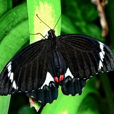 Papilio aegeus (Orchard Swallowtail, Large Citrus Butterfly) at Page, ACT - 7 Mar 2022 by DonTaylor