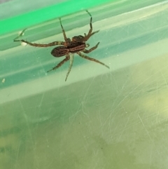 Venatrix sp. (genus) (Unidentified Venatrix wolf spider) at Lyneham, ACT - 7 Mar 2022 by megsclass