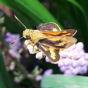 Ocybadistes walkeri at Lyneham, ACT - 7 Mar 2022