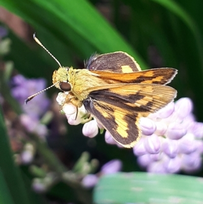 Ocybadistes walkeri (Green Grass-dart) at Lyneham, ACT - 7 Mar 2022 by megsclass