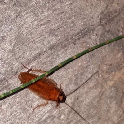 Robshelfordia circumducta (Shelford's Variable Cockroach) at Lyneham, ACT - 7 Mar 2022 by megsclass