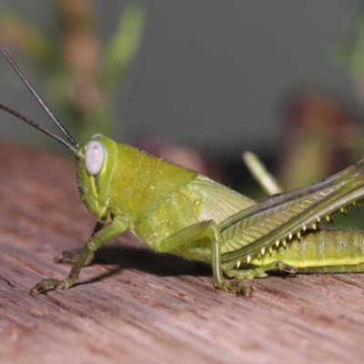 Unverified Grasshopper, Cricket or Katydid (Orthoptera) at  - suppressed by TimL