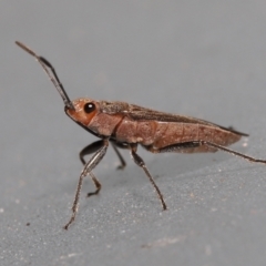 Arocatus (Genus) (A milkweed bug) by TimL