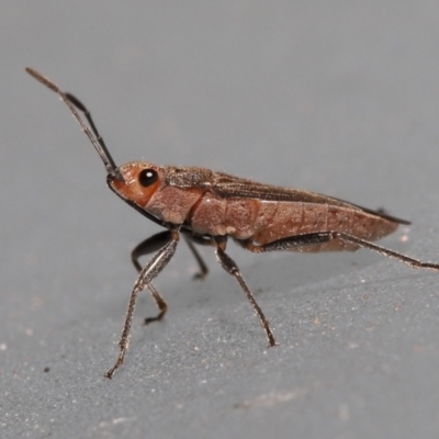 Arocatus (Genus) (A milkweed bug) at  - suppressed by TimL