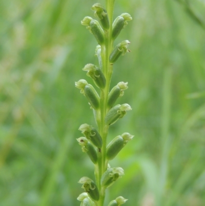 Microtis unifolia (Common Onion Orchid) at Conder, ACT - 5 Dec 2021 by michaelb